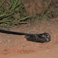Long-trained Nightjar